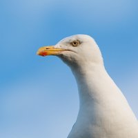 Profile Pic